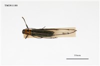 藏品(胸紋刺鬚虎天牛)的圖片